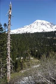 Mount Rainier NP